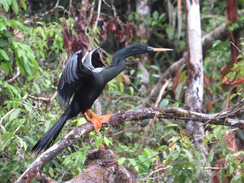 Anhinga about to take flight over the Cuyabeno River