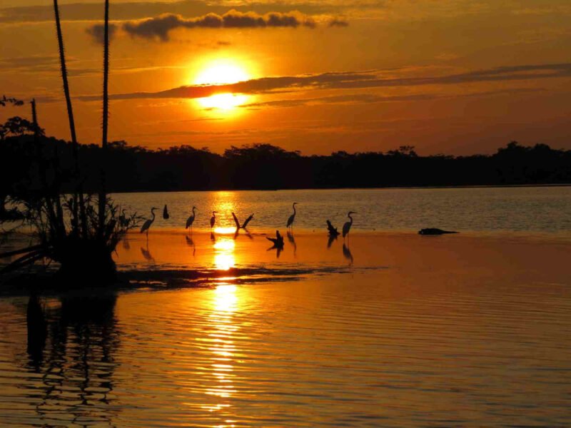 Herons gathering at sunset on the Laguna Grande, Cuyabeno