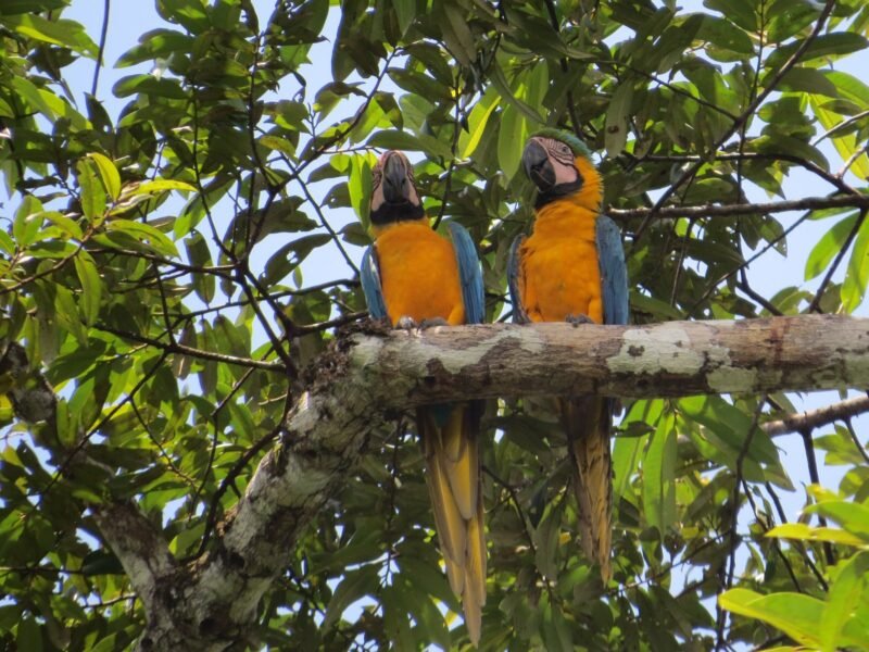 Blue-and-yellow macaws perched near Cuyabeno Dolphin Lodge