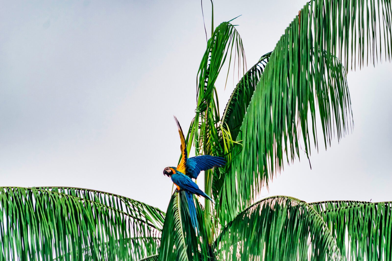 Macaws perched on a palm tree in the Amazon rainforest