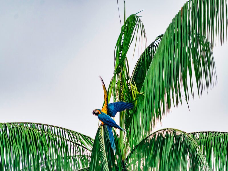 Macaws perched on a palm tree in the Amazon rainforest
