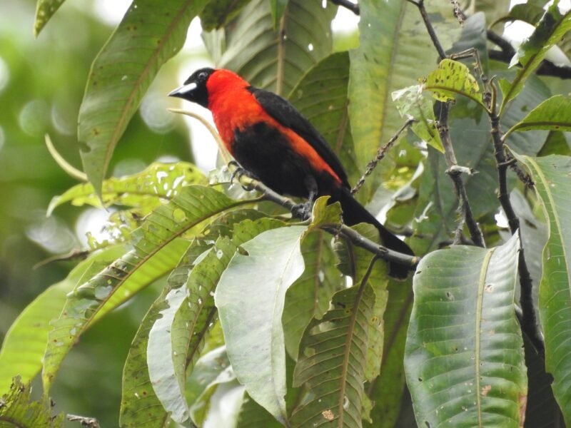 Masked crimson tanager among the leaves in Cuyabeno