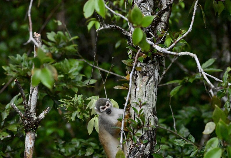Monkey spotted from the canoe in the Cuyabeno Wildlife Reserve