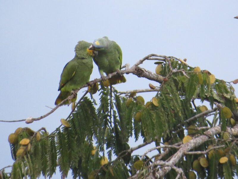 Parrots feeding on a tree in front of Cuyabeno Dolphin Lodge