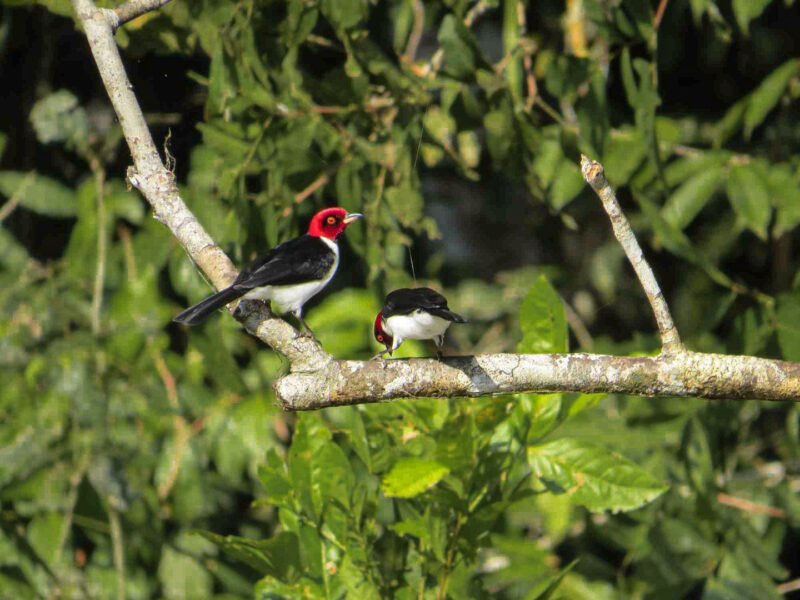 Red-capped cardinal perched on a branch in the Cuyabeno Wildlife Reserve