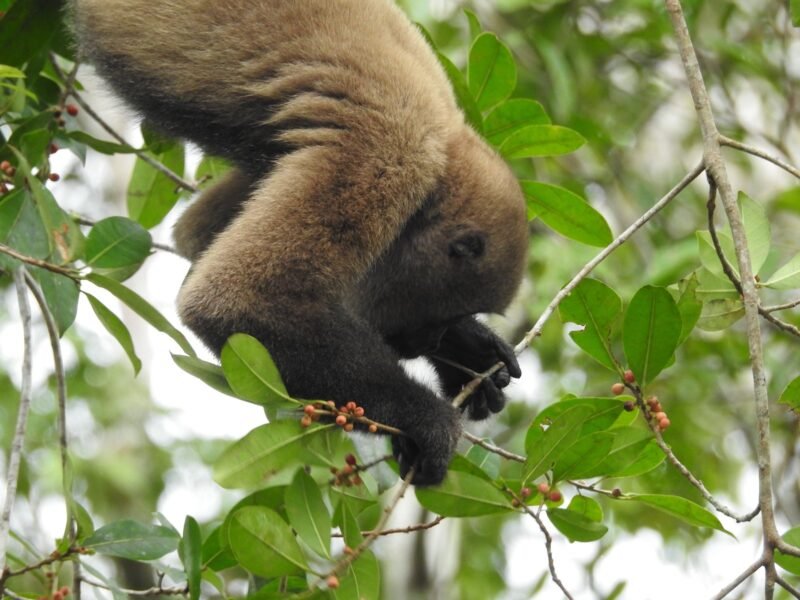 Sloth hanging in the trees of the Cuyabeno Wildlife Reserve