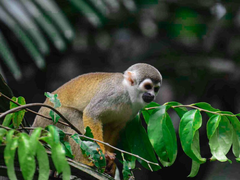 Squirrel monkey in the rainforest canopy near Cuyabeno Dolphin Lodge