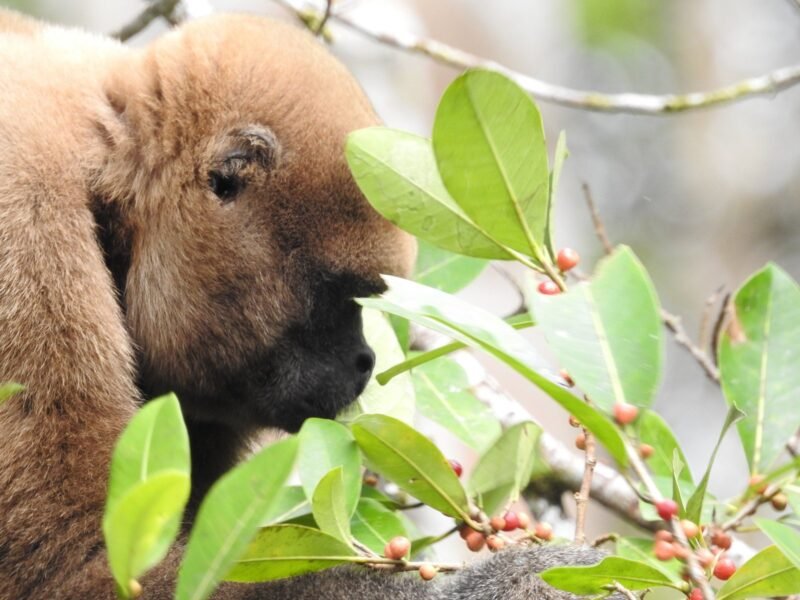 Close-up of a woolly monkey in the Cuyabeno rainforest