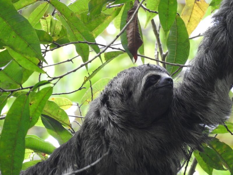 Woolly monkey feeding in the canopy of the Cuyabeno Wildlife Reserve